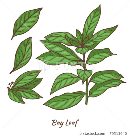 Laurel Branch and Leaves in Hand Drawn Style 79513640