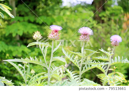 朝鮮薊花 朝鮮薊花 79513661
