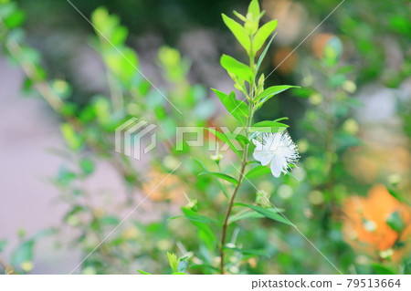 冷杉花 冷杉花 79513664