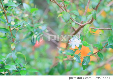 冷杉花 79513665