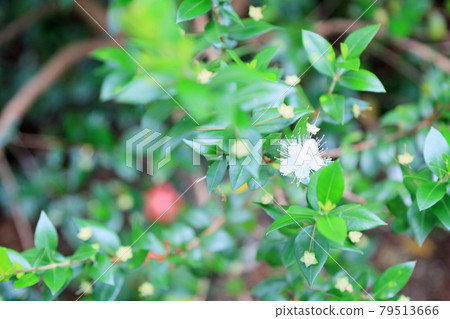 冷杉花 79513666
