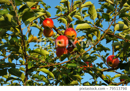 青森縣 Ikarigaseki 附近盛產的蘋果果實 79513798