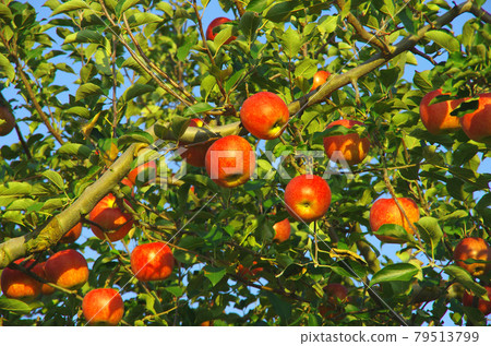 青森縣 Ikarigaseki 附近盛產的蘋果果實 79513799