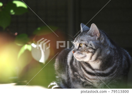 一隻貓在門廊曬太陽 79513800