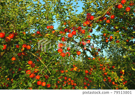 青森縣 Ikarigaseki 附近盛產的蘋果果實 79513801