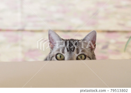廚房裡的捉迷藏貓面朝上 79513802