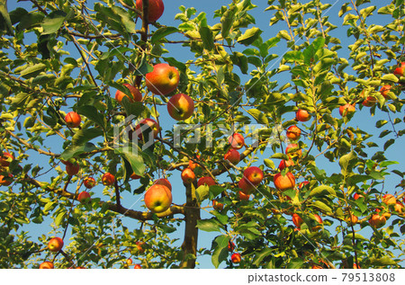 青森縣 Ikarigaseki 附近盛產的蘋果果實 79513808