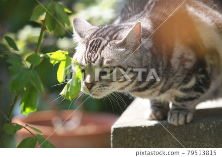 門廊上一隻聞玫瑰葉的貓。上半身向上 79513815