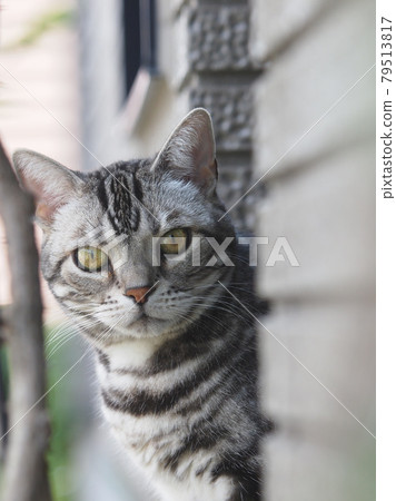 貓從外壁、正面、上身向上窺視 79513817