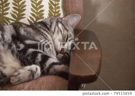 Cat sleeping in a sitting chair, upper body up 79513859