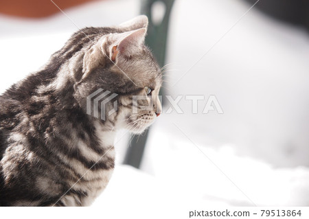 雪中貓側身，上身向上 79513864