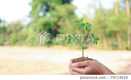 Concept of business growth, tree growth in nature. 79514626