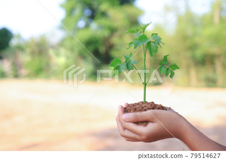 Concept of business growth, tree growth in nature. Concept of business growth, tree growth in nature. 79514627
