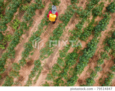 Farmers spray toxic pesticides or pesticides on agricultural plots..Weed control Industrial agriculture theme. Aerial photographs of drones Farmers spray toxic pesticides or pesticides on agricultural plots..Weed control Industrial agriculture theme. Aerial photographs of drones 79514847
