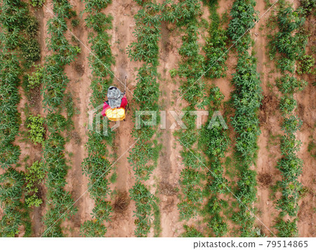 Farmers spray toxic pesticides or pesticides on agricultural plots..Weed control Industrial agriculture theme. Aerial photographs of drones Farmers spray toxic pesticides or pesticides on agricultural plots..Weed control Industrial agriculture theme. Aerial photographs of drones 79514865