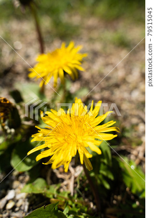 Dandelion flower 79515045