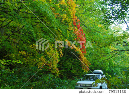 Bright autumn leaves along the road near Lake Towada 79515188