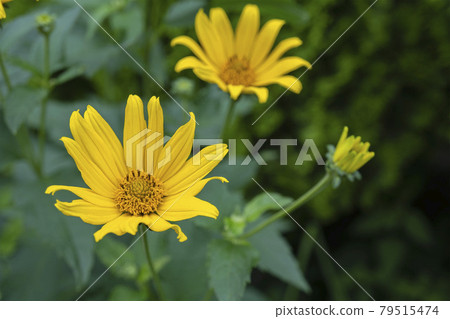 Sunflower [Kikuimomodoki / Heliopsis] / Asteraceae Kikuimomodoki genus 79515474