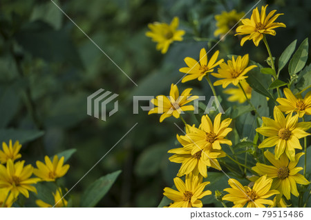 Sunflower [Kikuimomodoki / Heliopsis] / Asteraceae Kikuimomodoki genus 79515486