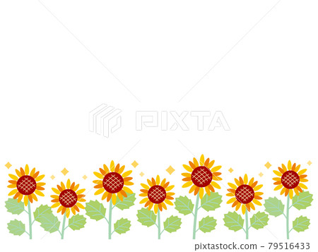 Glittering sunflower field that can be used for summer greetings and background 01 79516433