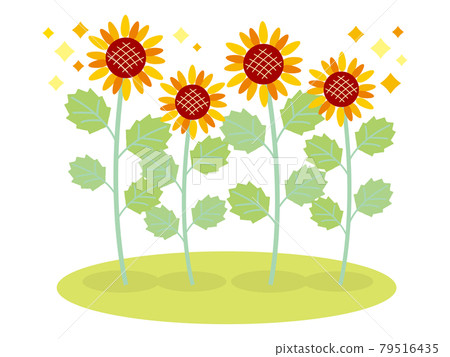 Glittering sunflower field 01 79516435