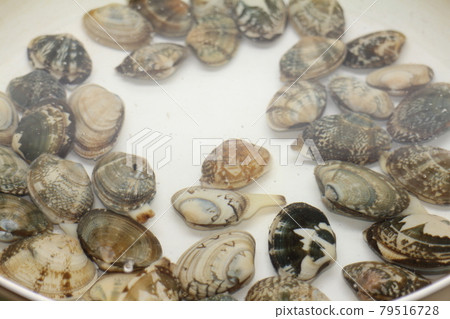 Image material of clams without sand Image material of clams without sand 79516728
