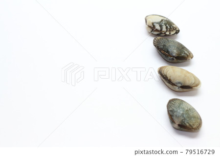 Cute patterned clams lined up Cute patterned clams lined up 79516729