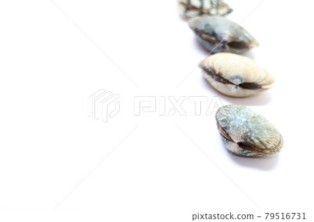 Clams lined up on the right 79516731
