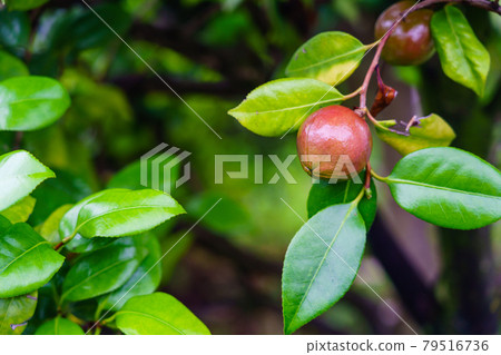 雨季山茶果 雨季山茶果 79516736