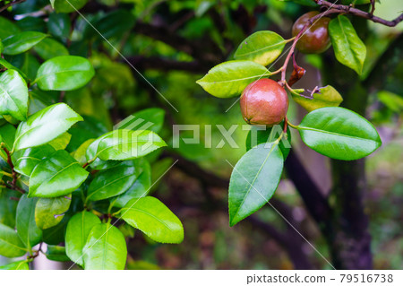 雨季山茶果 雨季山茶果 79516738
