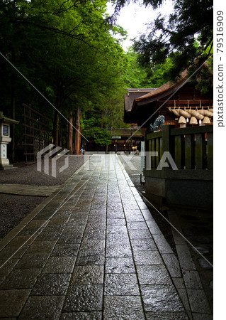 Suwa Taisha Shimosha Akimiya Early Summer Suwa Taisha Shimosha Akimiya Early Summer 79516909