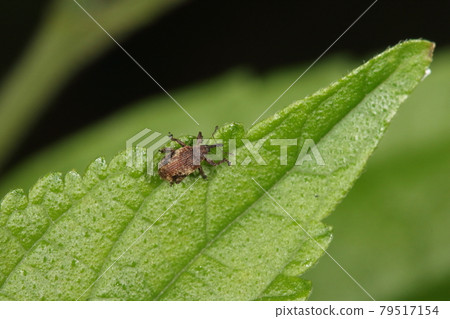 Creatures Insects Yuasa Weevil, a small weevil that appears from spring to early summer. In a wooded area in late May Creatures Insects Yuasa Weevil, a small weevil that appears from spring to early summer. In a wooded area in late May 79517154