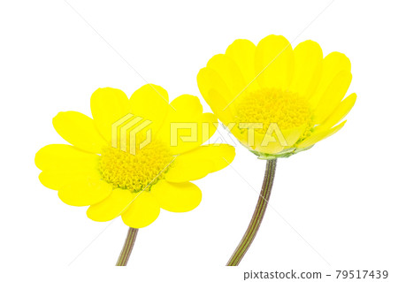 [Krisan Semum Multicore] (Depth synthesis) 79517439