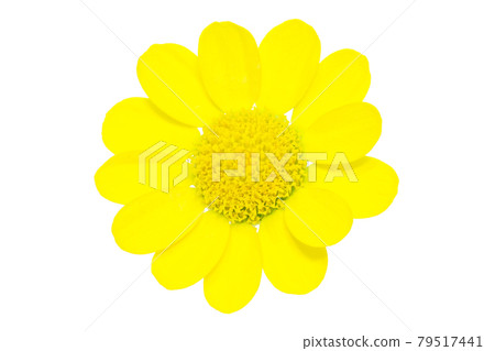 [Krisan Semum Multicore] (Depth synthesis) 79517441