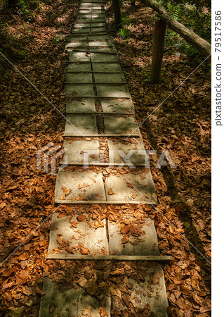 Path in the forest 79517586