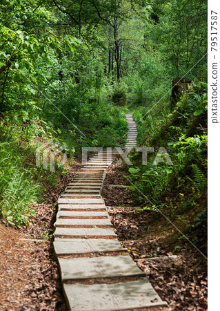 Path in the forest 79517587
