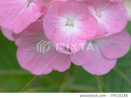 Pink hydrangea and ants that work without hesitation Pink hydrangea and ants that work without hesitation 79518186