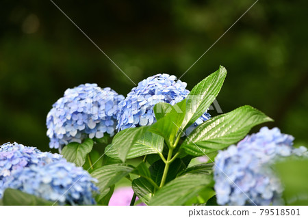 雨季繡球花Myorakuji 79518501