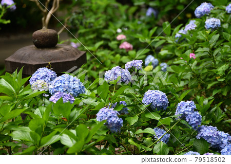 Rainy season Hydrangea Myorakuji 79518502