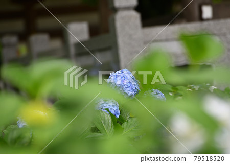 Rainy season Hydrangea Myorakuji 79518520