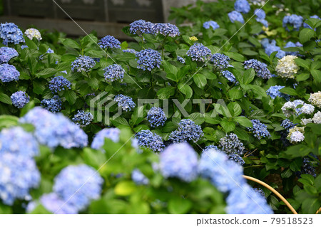 Rainy season Hydrangea Myorakuji Rainy season Hydrangea Myorakuji 79518523
