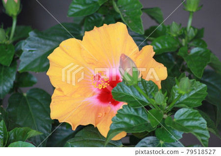 Hibiscus Hibiscus 79518527