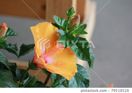 Hibiscus Hibiscus 79518528