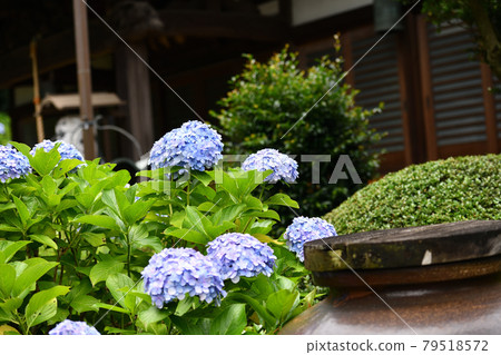 Rainy season Hydrangea Myorakuji 79518572