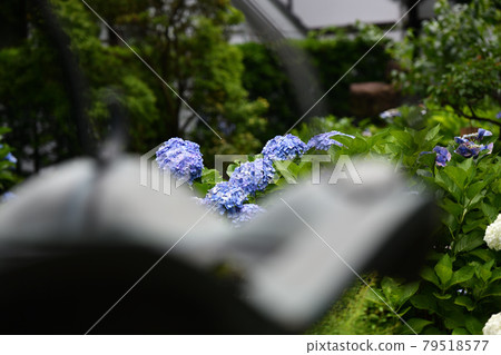 Rainy season Hydrangea Myorakuji 79518577