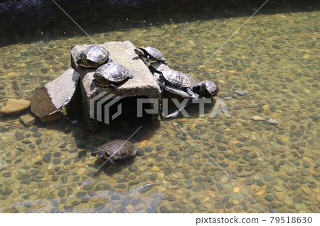 公園池塘龜 公園池塘龜 79518630