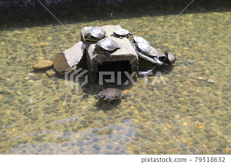 在公園曬日光浴的烏龜 79518632