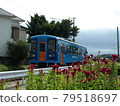 Amagi Railway Cockscomb 79518697