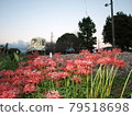 Amagi Railway cluster amaryllis 79518698