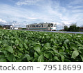 Amagi Railway Soybean Field 79518699